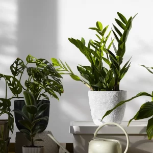 Selva Urbana (Plantas & Verde)