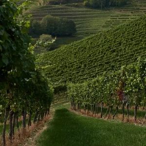 Tour em Vinícola com Degustação